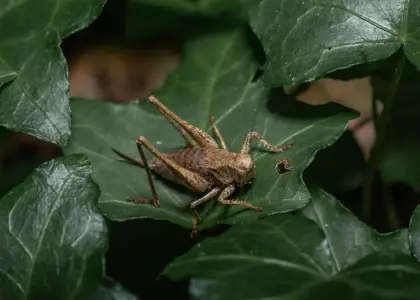 5 solide løsninger med stolpefødder til terrasserækværk