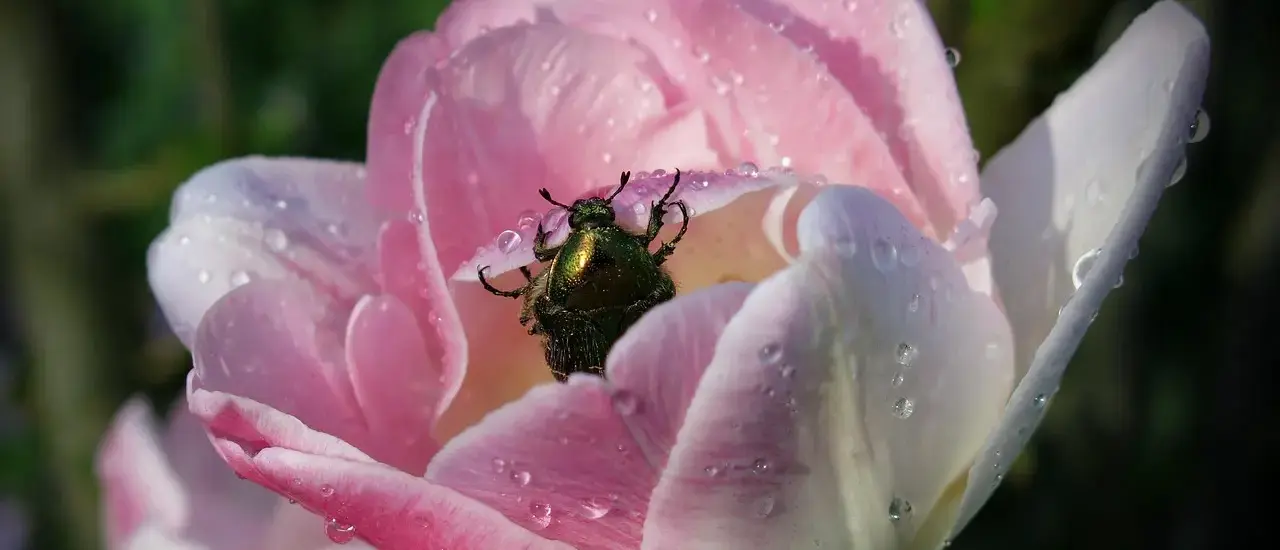 7 metoder mod stankelbenslarver i græsplænen