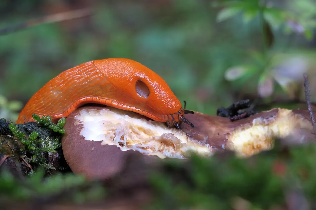 8 metoder til skånsom bekæmpelse af dræbersnegle