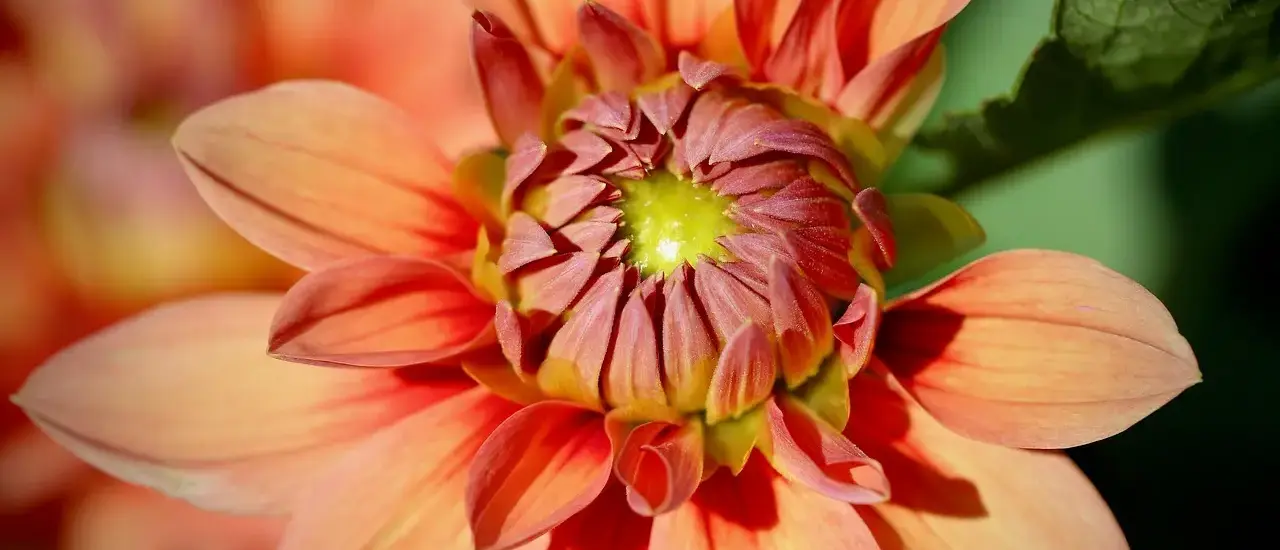 Den rigtige pottestørrelse til georginer (dahlia): sådan undgår du vindskader