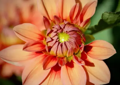 Den rigtige pottestørrelse til georginer (dahlia): sådan undgår du vindskader