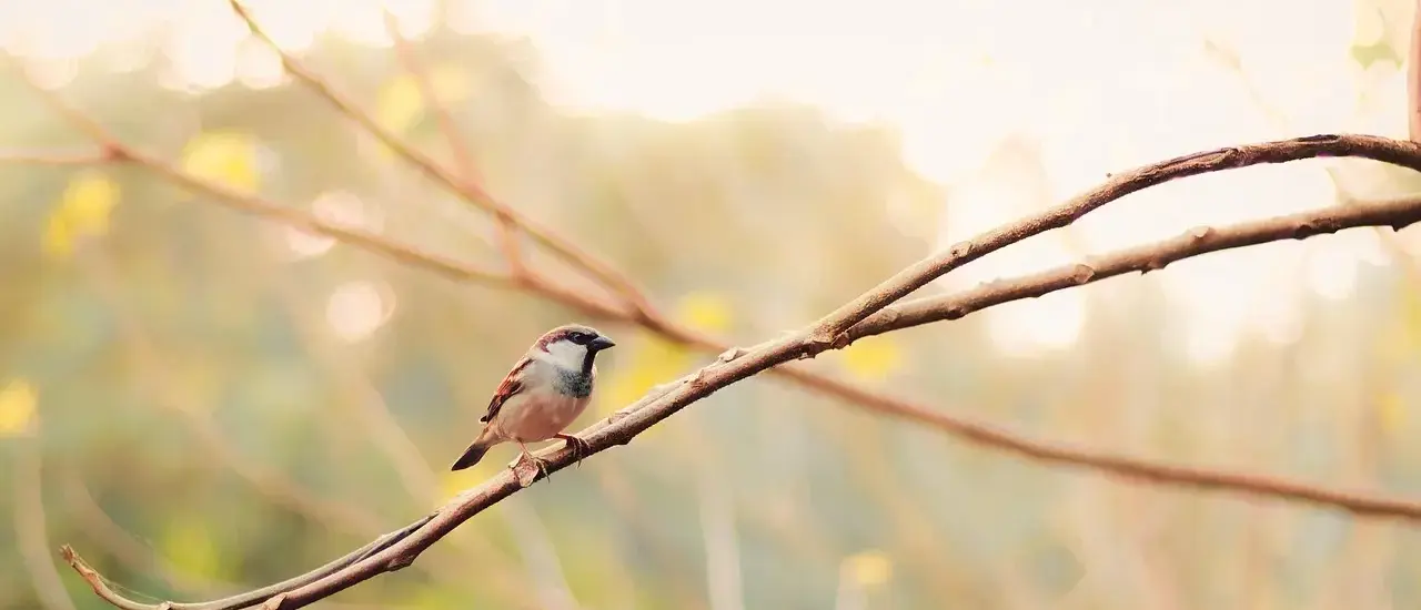 Gnaver Krydsord Løsning