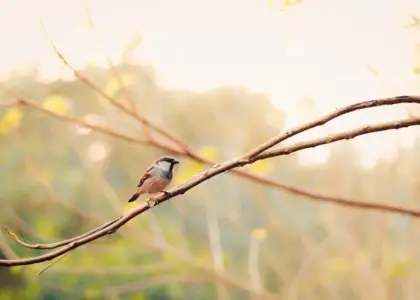 Gnaver Krydsord Løsning