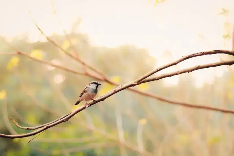 Gnaver Krydsord Løsning