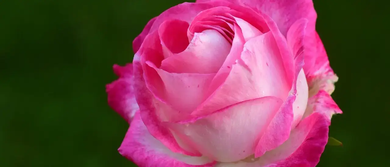 Hvad er meldug? Den skjulte trussel mod dine planter - og hvordan du bekæmper den