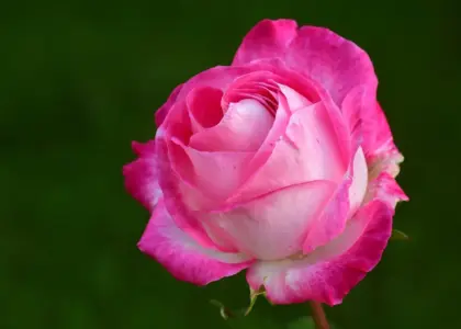 Hvad er meldug? Den skjulte trussel mod dine planter - og hvordan du bekæmper den