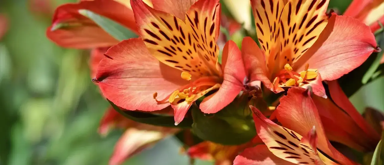 Hvad er surbundsjord? Sådan plejer du den - og hvilke planter trives bedst