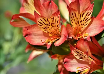 Hvad er surbundsjord? Sådan plejer du den - og hvilke planter trives bedst