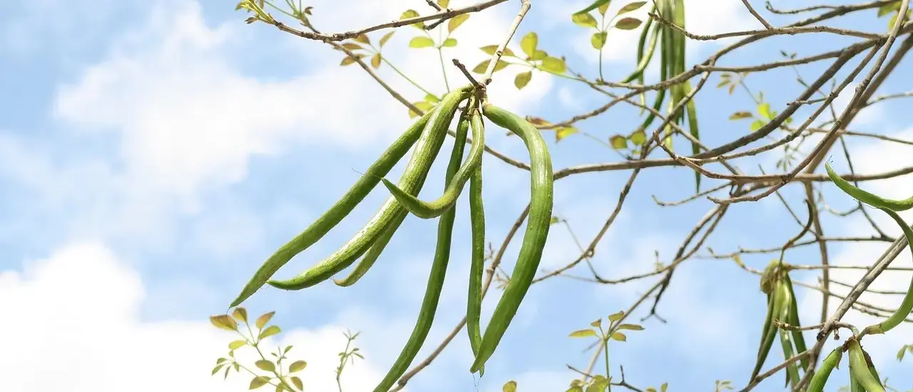 Hvad koster en terrasse pr m2? Sådan får du mest terrasse for pengene