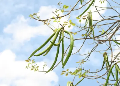 Hvad koster en terrasse pr m2? Sådan får du mest terrasse for pengene