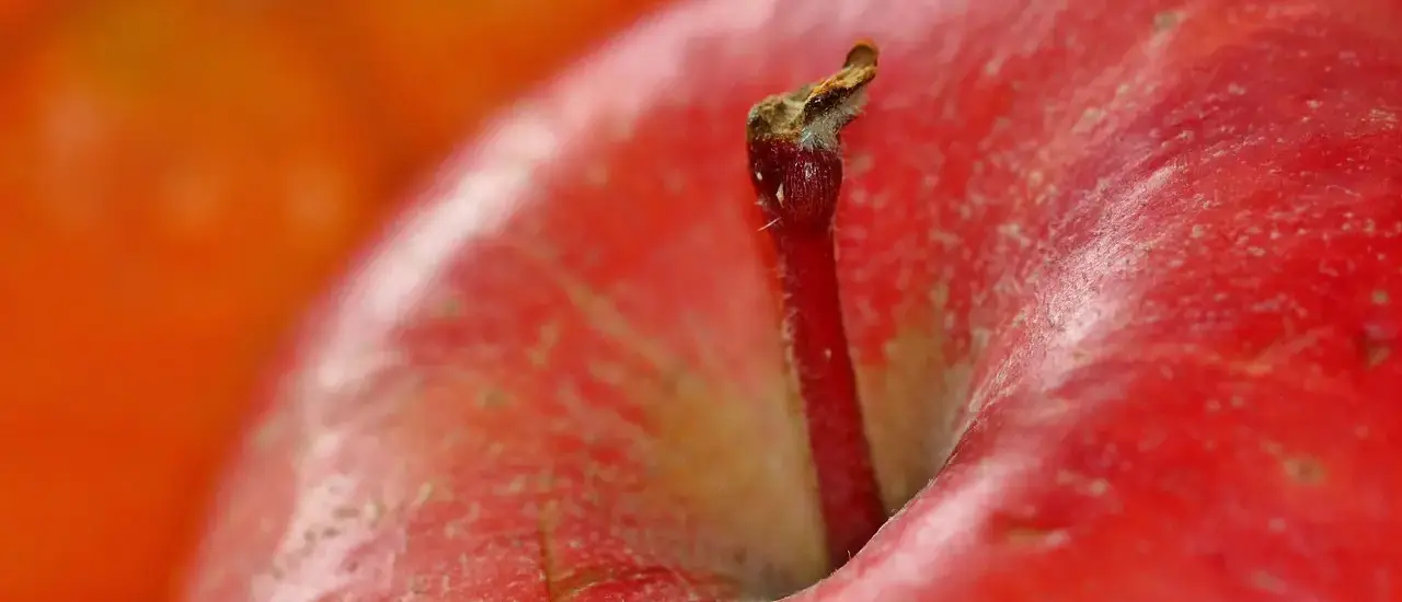 Hvad koster et æbletræ? Fra pris til plantning - få mest smag for pengene