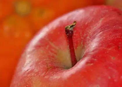 Hvad koster et æbletræ? Fra pris til plantning - få mest smag for pengene