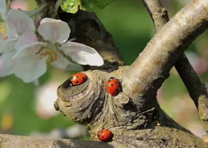Hvem spiser bladlus? Mød havens hemmelige helte