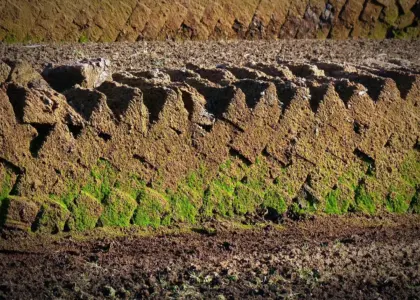 Hvilken jord til højbede? Den ultimative guide til frodige planter og maksimal høst