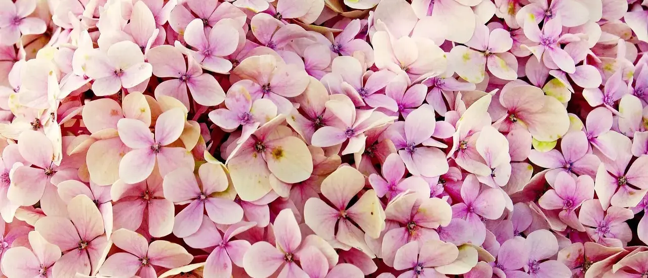 Hvor langt skal hortensia klippes ned? Sådan klipper du rigtigt for frodig blomstring