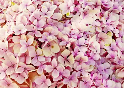Hvor langt skal hortensia klippes ned? Sådan klipper du rigtigt for frodig blomstring