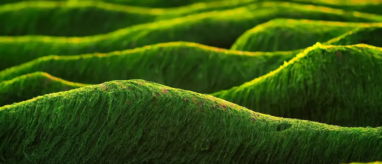 Hvordan fjernes flisepest? Effektive tips og skjulte tricks til rene fliser