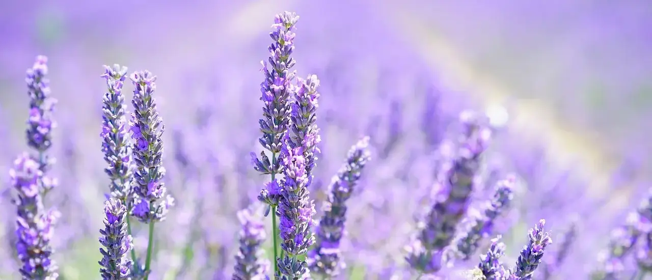 Hvordan klipper man lavendel ned? 7 nemme trin til frodig, duftende lavendel