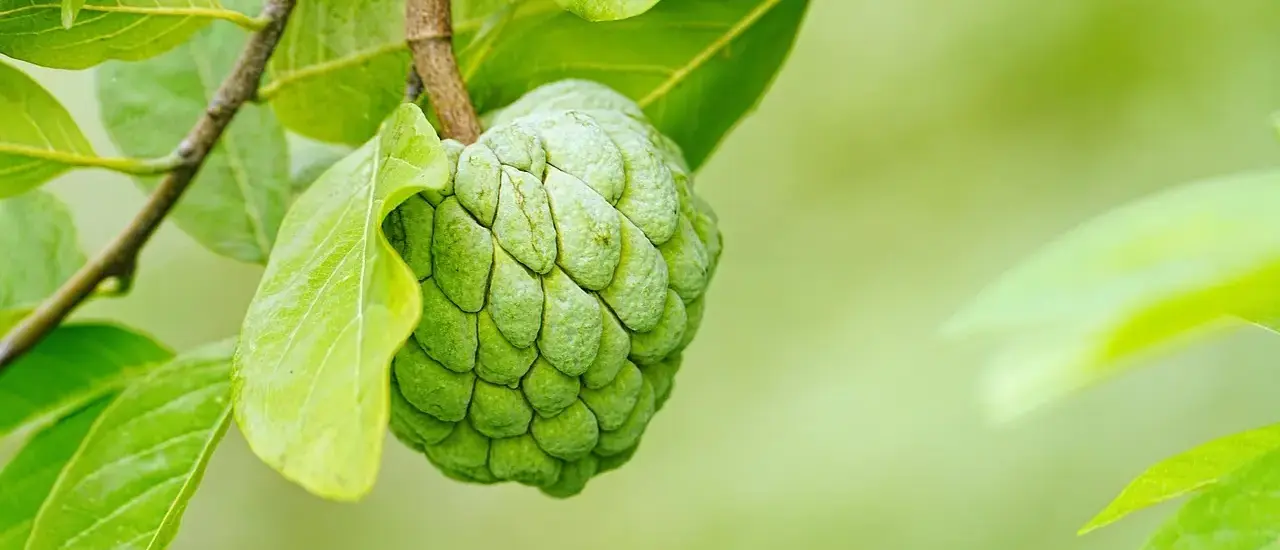 Hvordan planter man et æbletræ? Få frodig høst - trin-for-trin fra jord til frugt