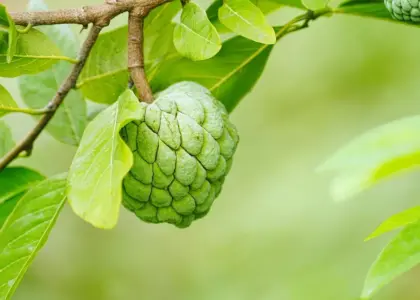 Hvordan planter man et æbletræ? Få frodig høst - trin-for-trin fra jord til frugt