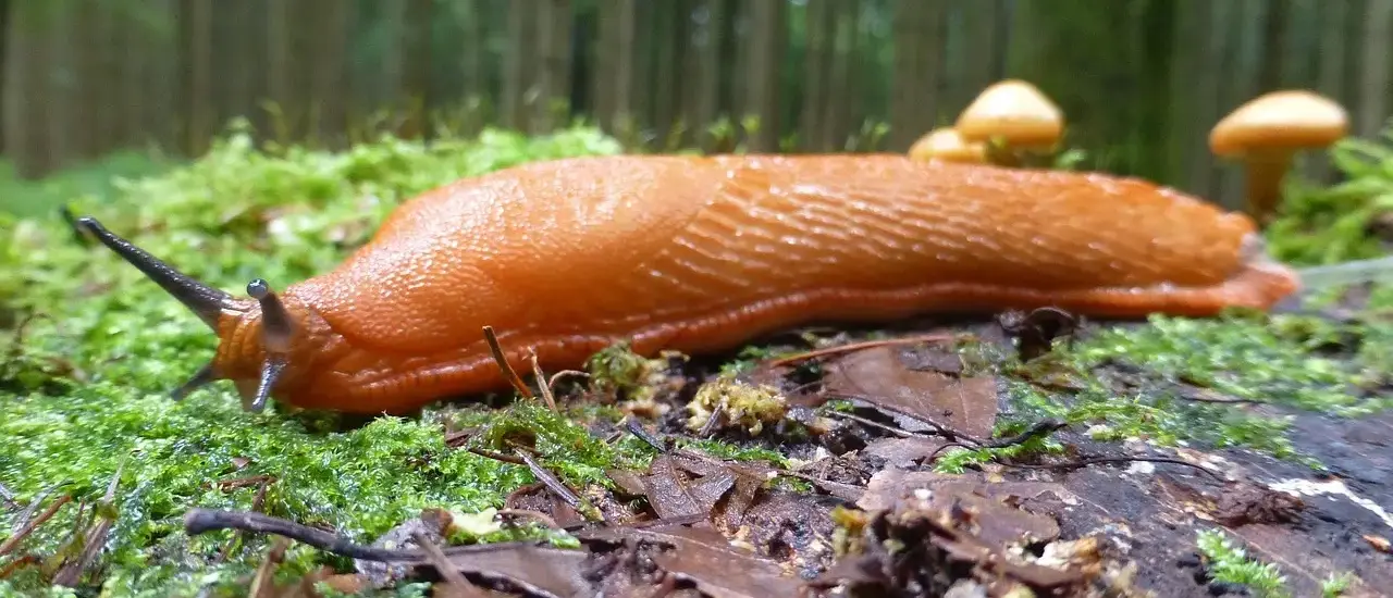 Hvordan slipper man af med dræbersnegle uden gift?