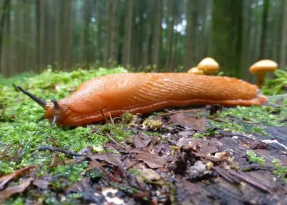 Hvordan slipper man af med dræbersnegle uden gift?