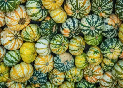 Hvorfor krøller bladene på squashplanter?