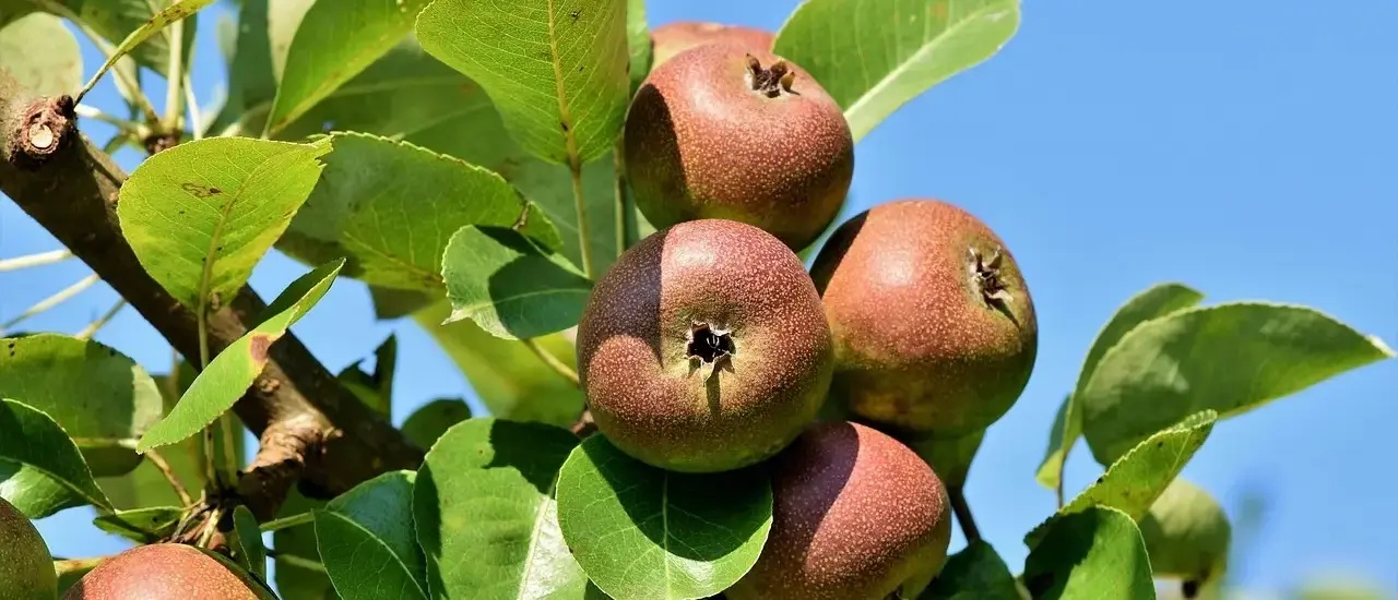 Hvornår beskærer man frugttræer? Ekspertens guide til timing, teknik og større høst