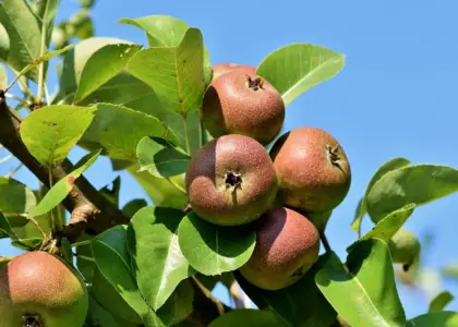 Hvornår beskærer man frugttræer? Ekspertens guide til timing, teknik og større høst