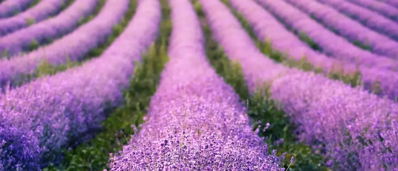 Hvornår beskærer man lavendel? Den ultimative guide til flere blomster og intens duft