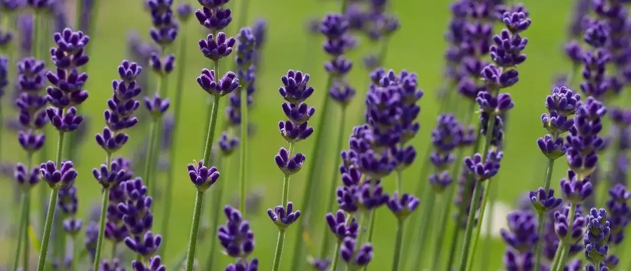 Hvornår blomstrer lavendel? - Sådan får du farve og duft i haven