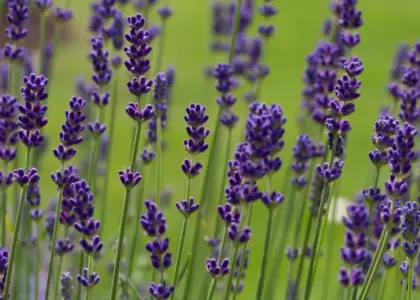 Hvornår blomstrer lavendel? - Sådan får du farve og duft i haven