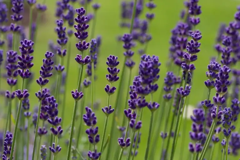 Hvornår blomstrer lavendel? – Sådan får du farve og duft i haven