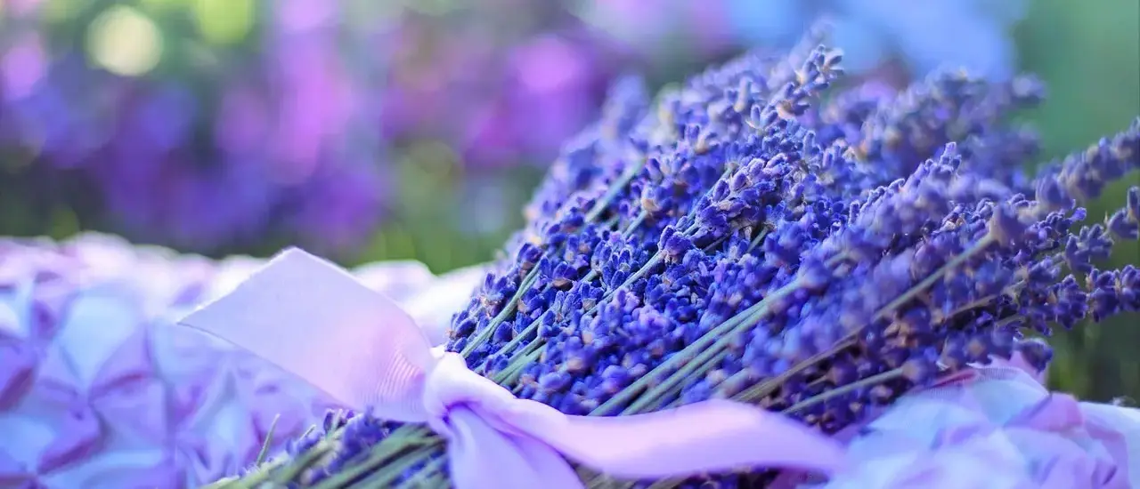 Hvornår klipper man lavendel ned? - Den enkle guide til frodig blomstring og sund plante