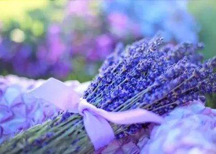 Hvornår klipper man lavendel ned? - Den enkle guide til frodig blomstring og sund plante