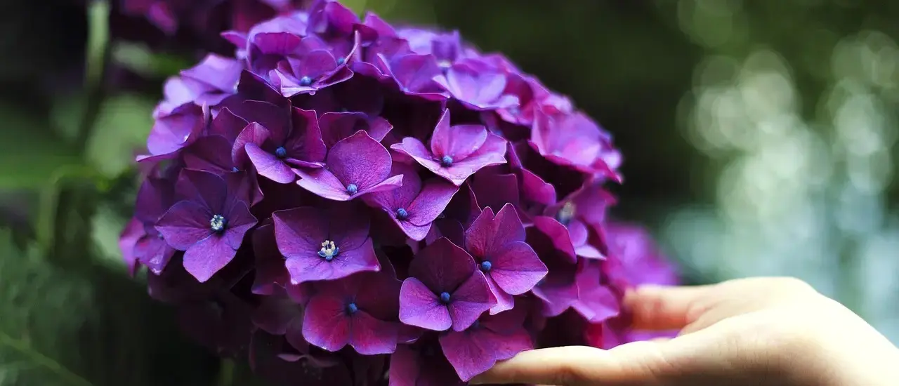 Hvornår planter man hortensia? Få perfekt timing, jordvalg og plejetips til pragtfuld blomstring