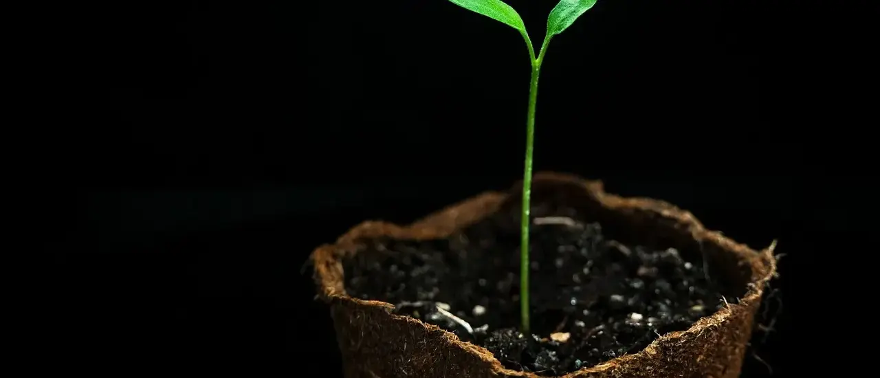 Hvornår prikler man chili for den bedste vækst?