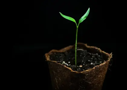 Hvornår prikler man chili for den bedste vækst?