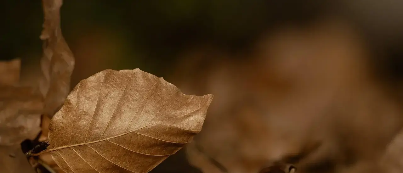 Hvornår skal en bøgehæk klippes? Eksperternes guide til en tæt og sund hæk