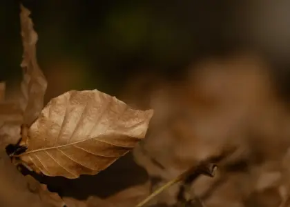 Hvornår skal en bøgehæk klippes? Eksperternes guide til en tæt og sund hæk