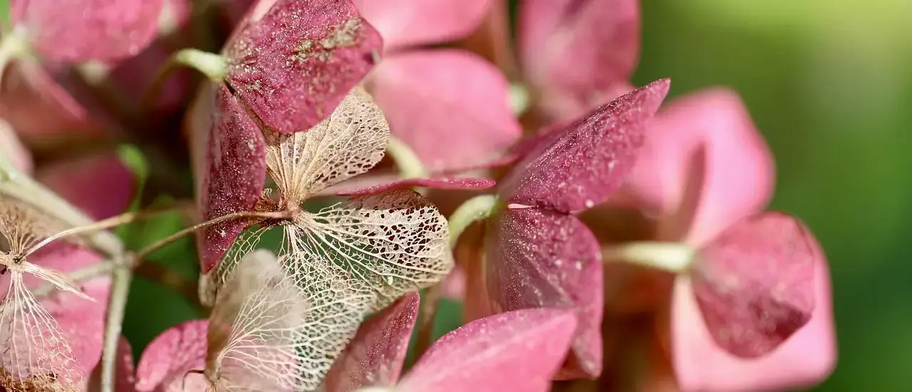 Hvornår skal hortensia klippes ned? - Sådan får du frodig blomstring år efter år