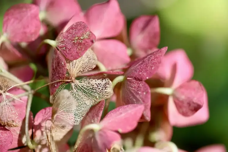 Hvornår skal hortensia klippes ned? – Sådan får du frodig blomstring år efter år
