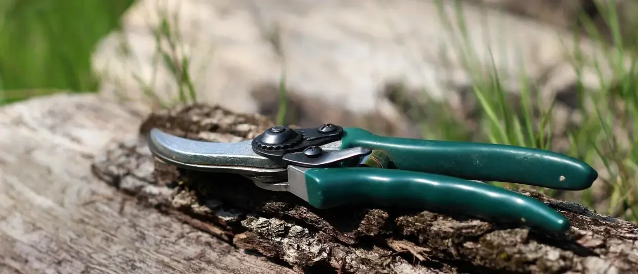 Hvornår skal man klippe lavendel ned? Ekspertens guide til timing, teknik og frodige blomster