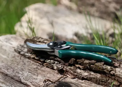 Hvornår skal man klippe lavendel ned? Ekspertens guide til timing, teknik og frodige blomster