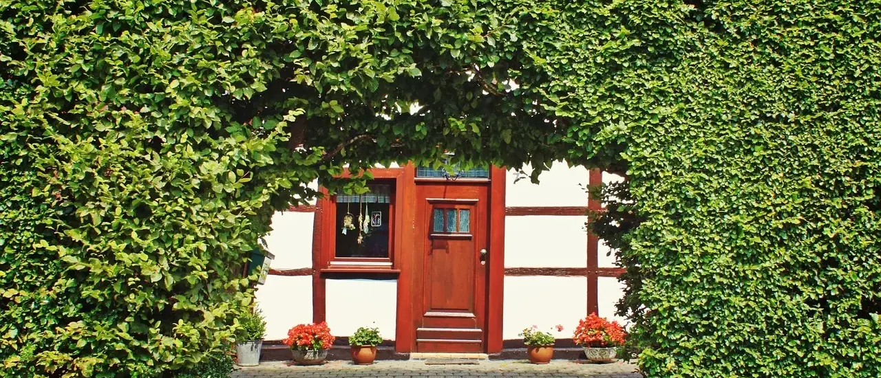 Hvornår skal man plante bøgehæk? - Eksperternes bedste tidspunkter og tips til en tæt, frodig hæk