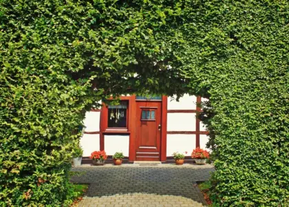 Hvornår skal man plante bøgehæk? - Eksperternes bedste tidspunkter og tips til en tæt, frodig hæk