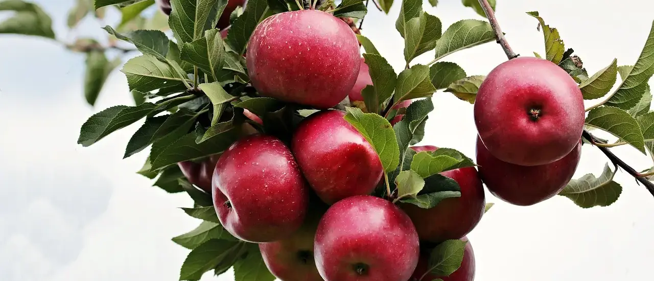 Hvornår skal man plante frugttræer? - Gør din have til et frugtfyldt paradis