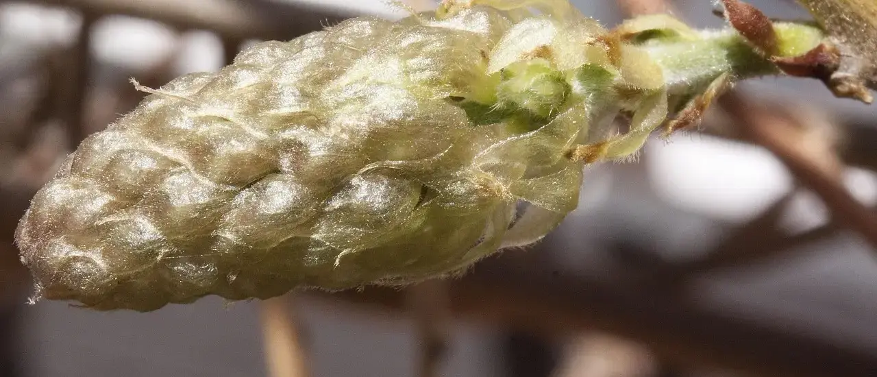 Krydsord svar: Plantestof