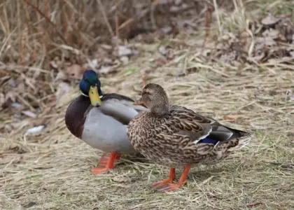 Løsningsliste til Tal Krydsord