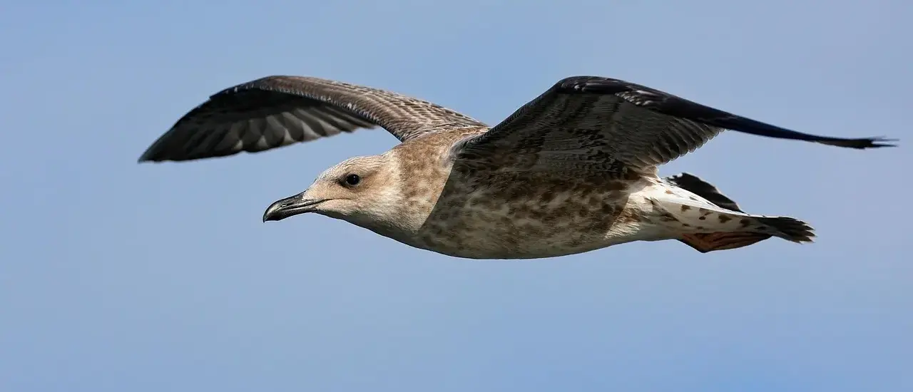 Løsningsord til Fisken i krydsord